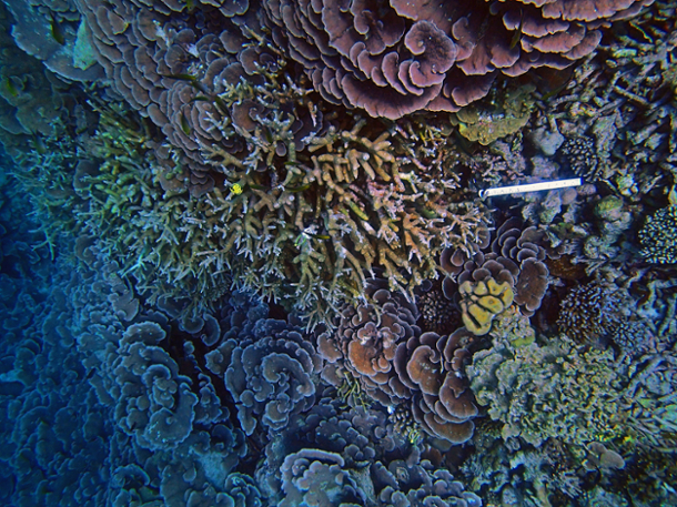 vibrant coral reef near Baa Atoll