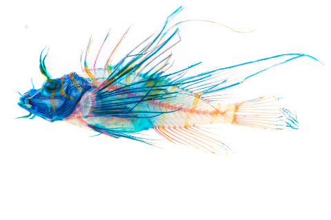 Red Lionfish (Pterois volitans) larval image