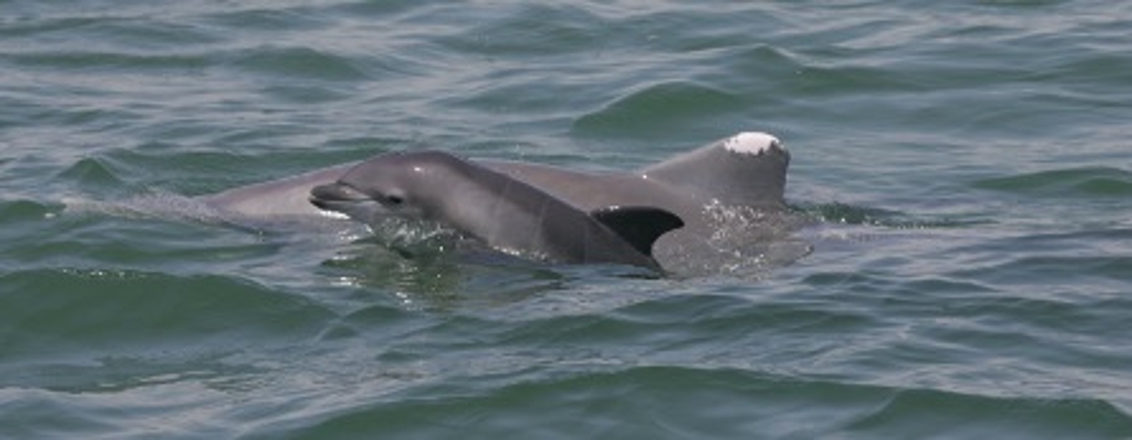 dolphin mom and calf